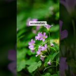 Goodness begins now  | Master Thich Dao Thinh | Thich Dao Thinh Quotes
