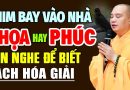 CHIM BAY VÀO NHÀ LÀ HỌA HAY PHÚC ? NÊN NGHE ĐỂ BIẾT CÁCH HÓA GIẢI | Thầy Thích Đạo Thịnh