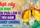 Chặt Cây Sân Đình, Con Phải Làm Gì Để Tiêu Giảm Nghiệp Chướng | Thầy Thích Đạo Thịnh