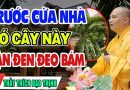 Chớ Dại TRỒNG 7 CÂY Này TRƯỚC CỬA Nhà Kẻo Gia Chủ Gặp THẢM HỌA, NGHÈO BỀN VỮNG, Hại Chết Cả Nhà