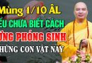 Mùng 1/ 10 ÂL, Nếu Ai Chưa Biết Cách Không Nên Phóng Sinh Những Con Vật Này | Thầy Thích Đạo Thịnh
