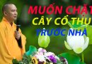 Muốn Chặt Cây Cổ Thụ Trước Nhà Thì Phải Làm Sao ?