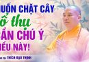 Nhà Ai Đang Muốn Chặt Cây Cổ Thụ, Nên Chú Ý Điều Này | Thầy Thích Đạo Thịnh