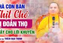 Nhà Con Bán Thịt Chó Bị Đoản Thọ Phải Làm Sao? | Thầy Thích Đạo Thịnh