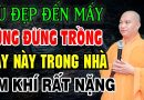 Những Loại Cây Mang ÂM KHÍ Dù Đẹp Đến Đâu Cũng Không Nên Trồng Trong Nhà | Thầy Thích Đạo Thịnh