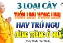 Những Loại Cây Mang Âm Khí, Thần Linh Vong Linh Hay Trú Ngụ Đừng Trồng Ở Trong Nhà – Thầy Đạo Thịnh