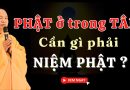 “Phật Ở Trong Tâm, Cần Gì Phải Niệm Phật” Hiểu Rõ Tránh Sai Lầm L Thầy Thích Đạo Thịnh