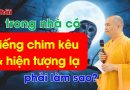 Sợ Hãi, Trong Nhà Có Tiếng Chim Kêu Và Hiện Tượng Lạ. Phải Làm Sao? | Thầy Thích Đạo Thịnh