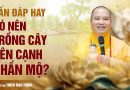 Vấn Đáp Hay: Có Nên Trồng Cây Bên Cạnh Phần Mộ?