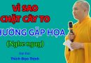 Vì Sao Chặt Cây To Thường Gặp Họa, Nghe Ngay| Thầy Thích Đạo Thịnh